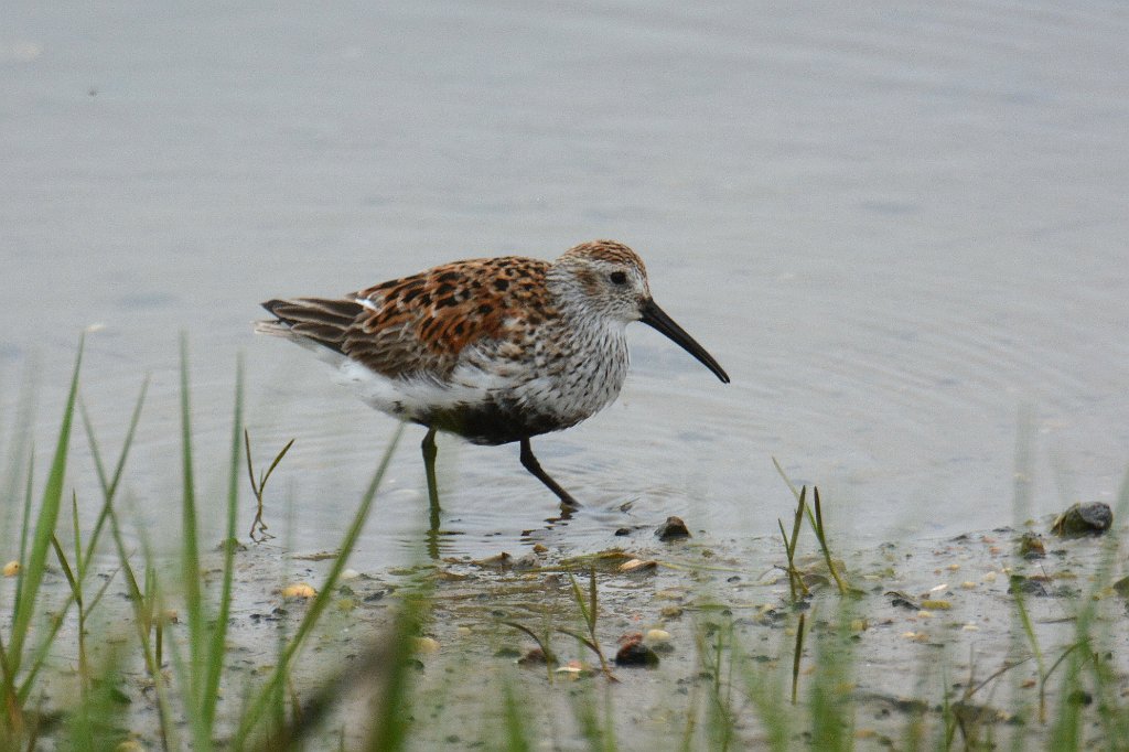 Sandpiper, Dunlin, 2014-05142539 Chincoteague NWR, VA.JPG - Dunlin. Chincoteague NWR, VA, 5-14-2014